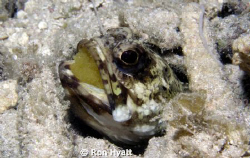 Banded jawfish with eggs; spent a long time just watching... by Ron Hyatt 